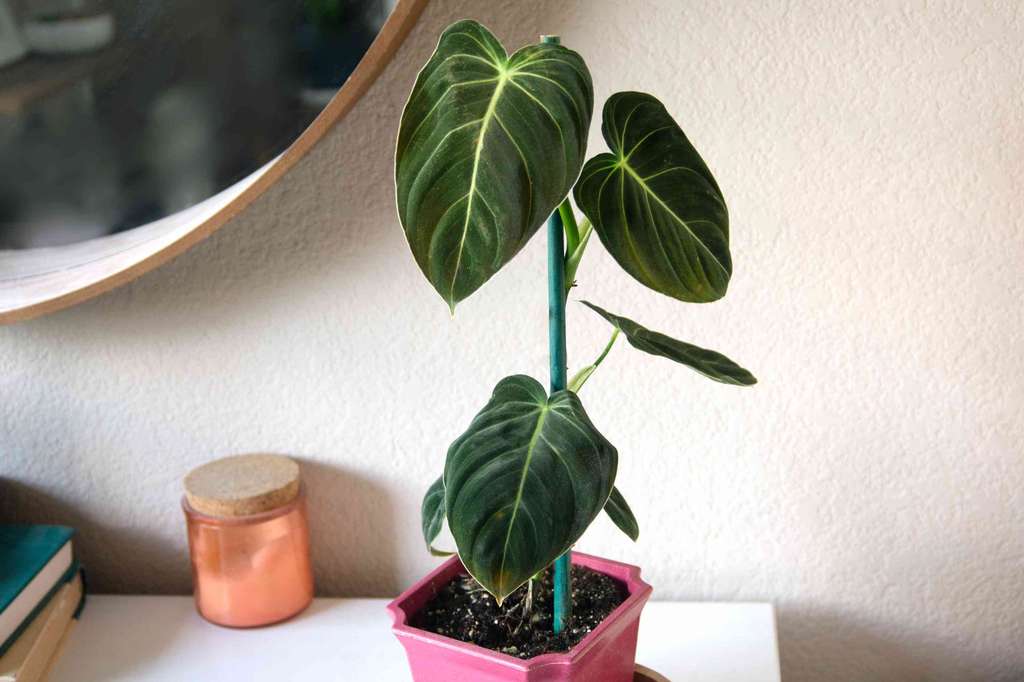 Philodendron Melanochrysum