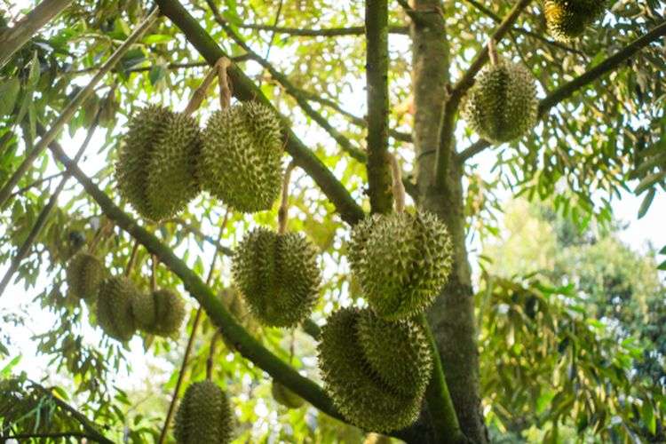 Ilustrasi Pohon Durian