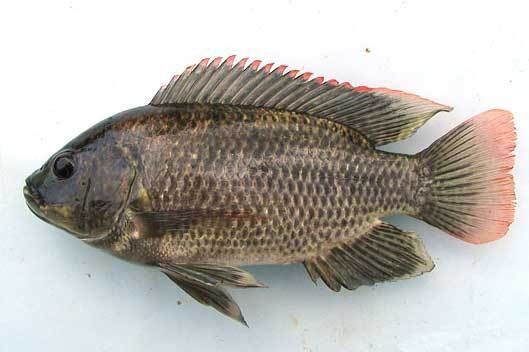 Ikan Gurami