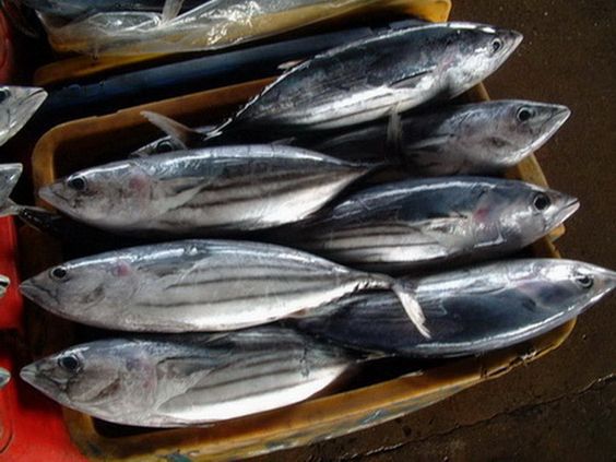 Ikan Tuna (Skipjack)