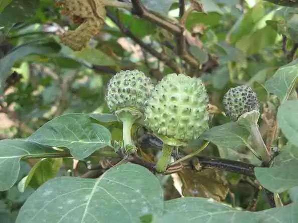 Kandungan Buah Kecubung