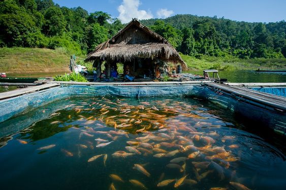 Cara Membersihkan Kolam Ikan Tanpa Menguras