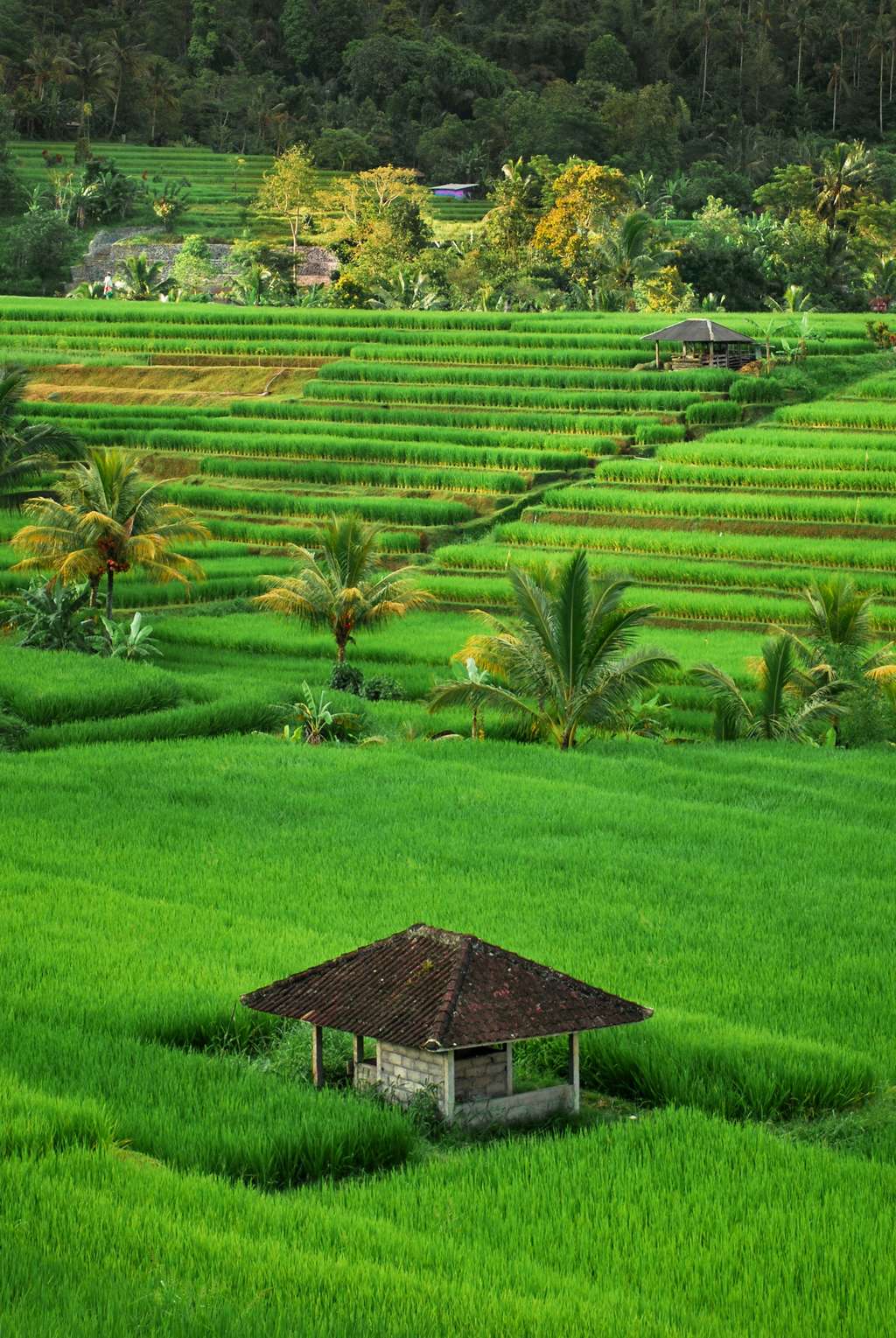 Contoh Puisi Kemerdekaan