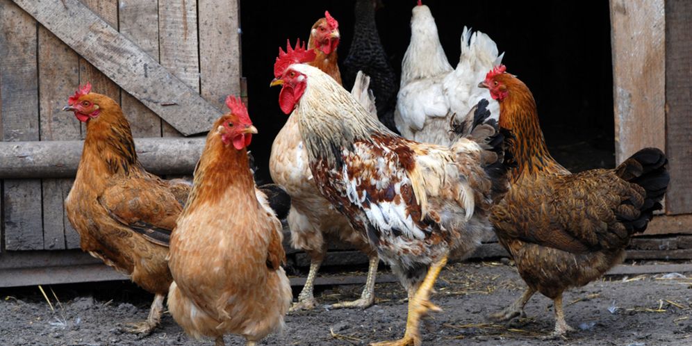 Cara Membuat Kandang Ayam Sederhana Dari Bambu Mudah Dipraktikkan Bagi