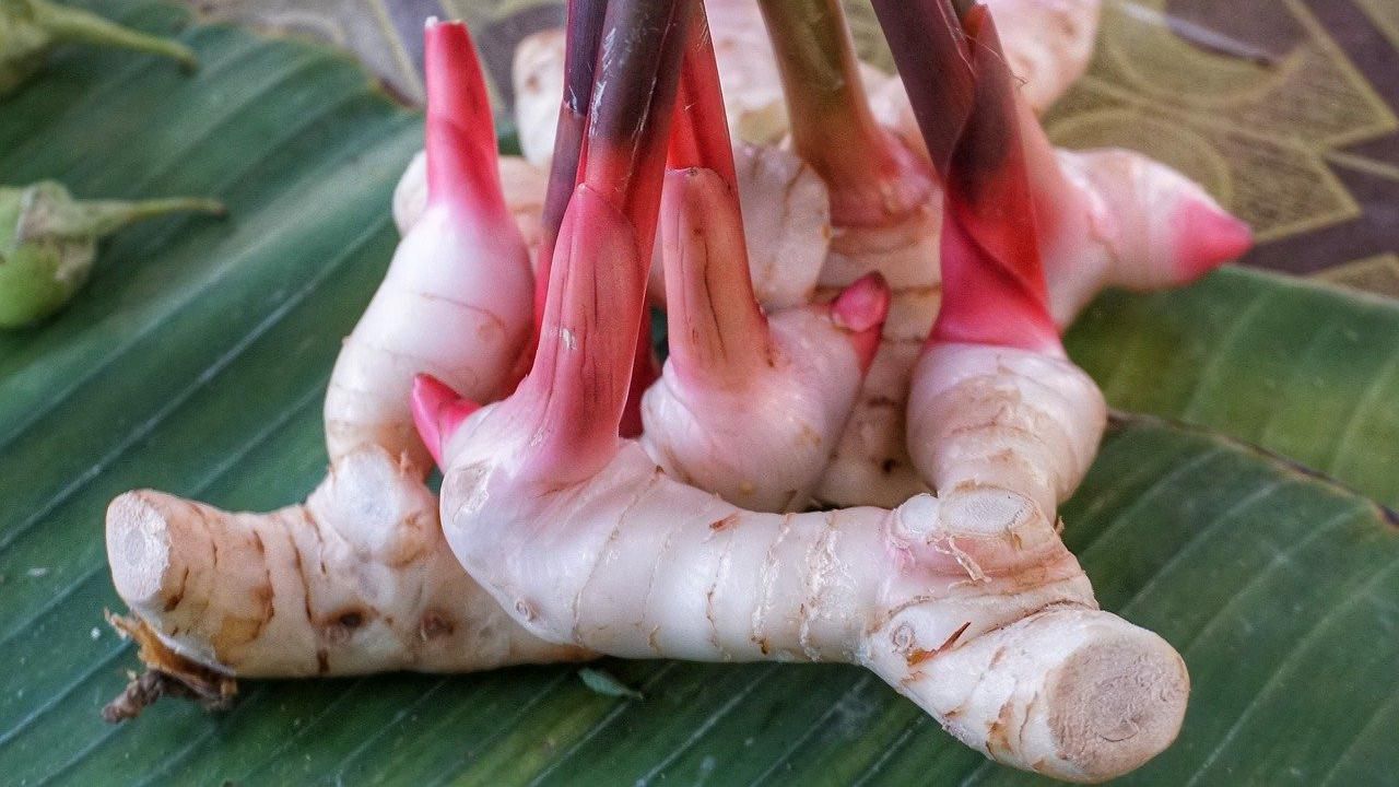 Yuk Kenali Kumpulan Jenis Tanaman Obat Keluarga dan Manfaatnya yang