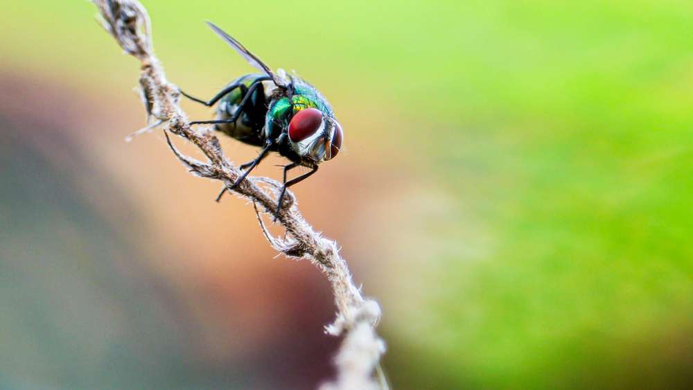 6 Cara Mengusir Lalat Dengan Garam, Mudah, Cepat, Dan Dijamin Ampuh ...