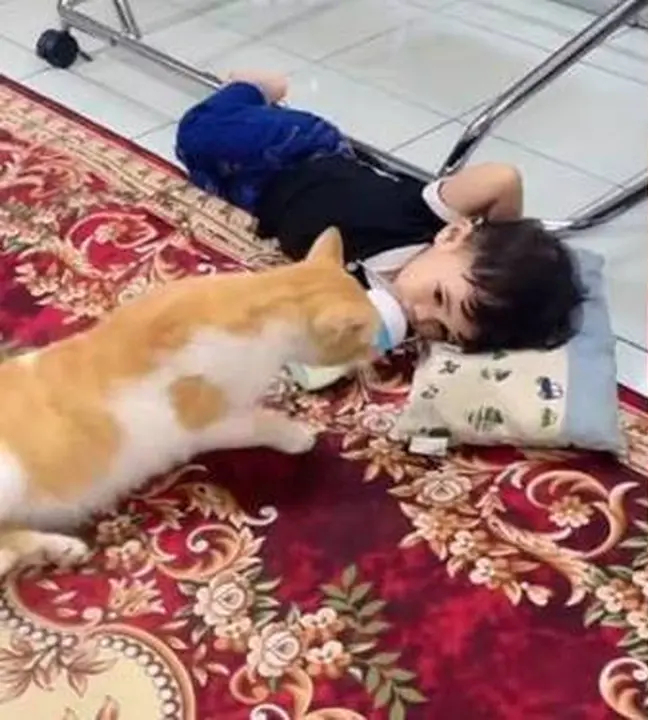 Kucing Rebutan Bantal sama Anak Kecil