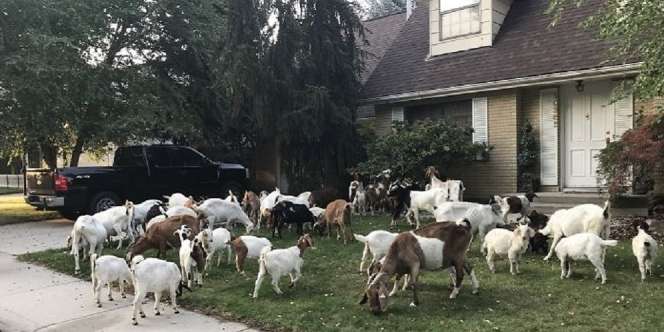 100 Kambing dari Penyewaan Ini Menyerbu Lingkungan yang Damai