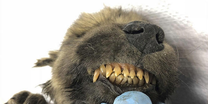 Penemuan 'Wolf-Dog' Beku Berusia 18.000 Tahun di Siberia