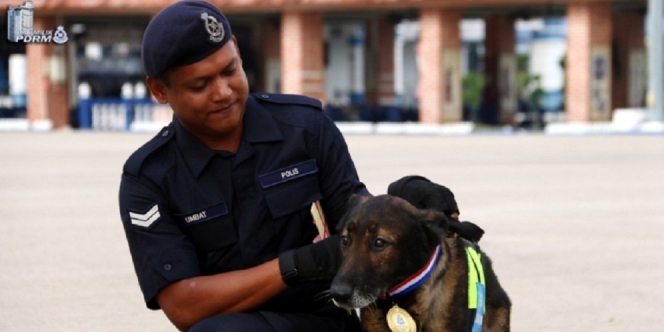 Anjing Pelacak Umur 12 Tahun Mendapatkan Medali Karena Membantu Kasus Pembunuhan