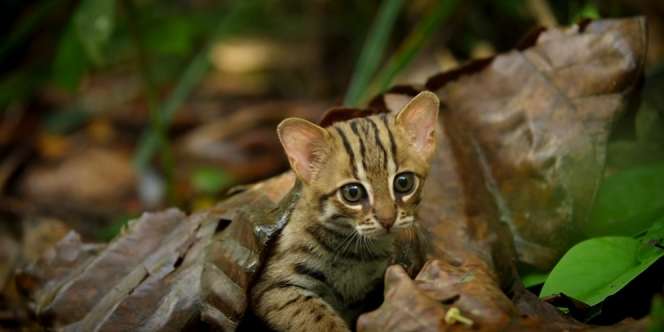 Kucing Liar Terkecil di Dunia ini Sangat Lucu