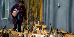 5 Tempat Wisata Wajib Tuju untuk Traveler Pecinta Kucing