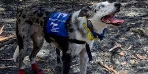 Anjing Pahlawan Ini Berhasil Menemukan Koala di Hutan Australia yang Terbakar