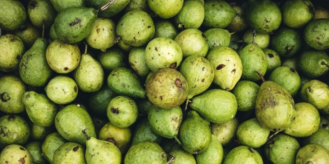 26 Manfaat Daun dan Buah Jambu Biji untuk Kesehatan juga Kecantikan Rambut