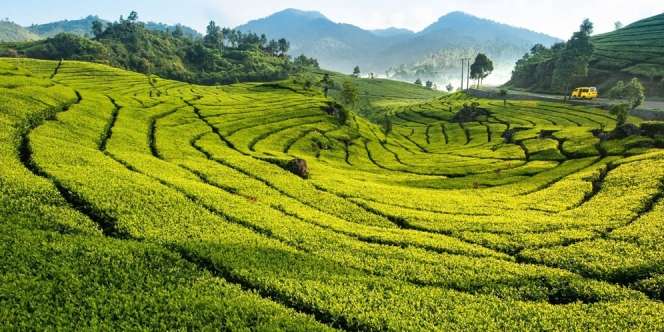 12 Tempat Wisata di Puncak Bogor beserta Beragam Paketnya