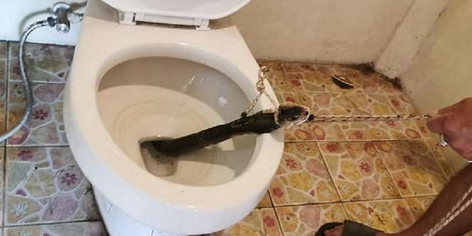 Saat Hendak Menggunakan Toilet, Pria Ini Malah Menemukan Kobra Besar di Kloset Rumahnya