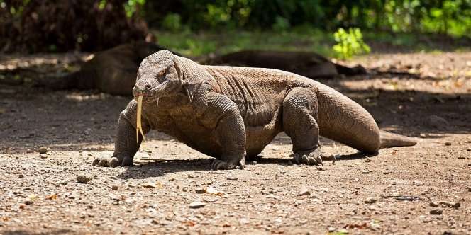 Menjelajahi Atraksi Liar Sang Naga di Taman Nasional Komodo