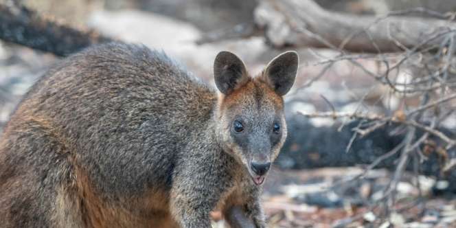 Hujan Sayuran Selamatkan Hewan-Hewan di Australia yang Kelaparan Akibat Kebakaran