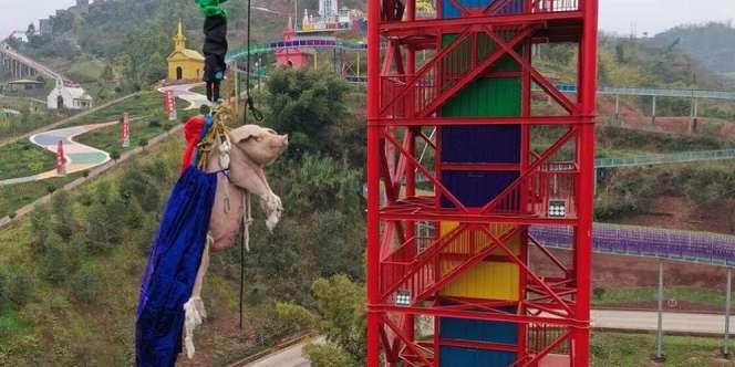 Seekor Babi Dipaksa Lakukan Bungee Jumping 68 Meter di Taman Hiburan