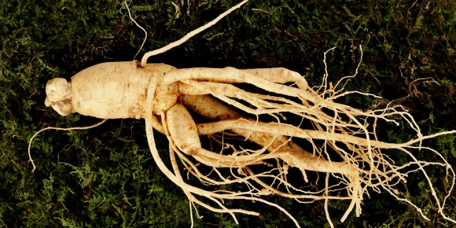 17 Manfaat Ginseng Jawa dan Korea untuk Wanita