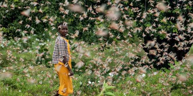 Mengerikan, Serangan Belalang Gurun Ancam Pertanian di Kenya