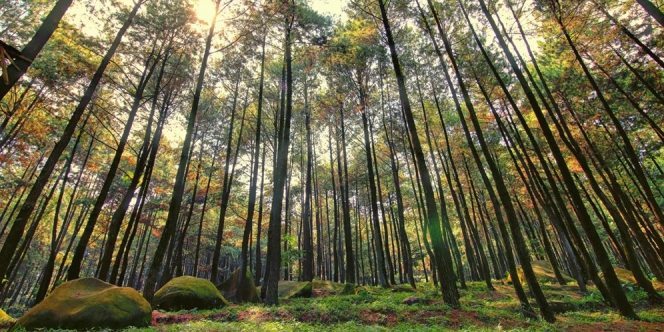 15 Tempat Wisata Alam Bogor yang Murah dan Terbaru termasuk Daerah Puncak Juga