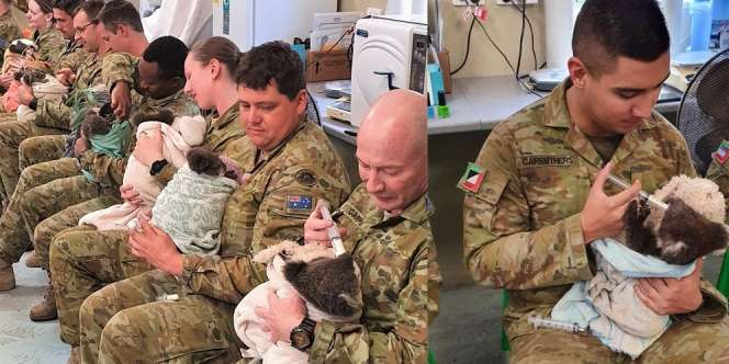 Tentara Australia Merawat Para Koala yang Terdampak Kebakaran Hutan