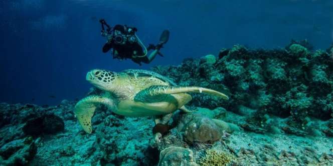 Tak Hanya di Indonesia, 5 Wisata Bawah laut Ini juga Terkenal di Dunia