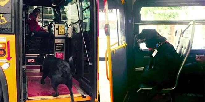 Seekor Anjing Mandiri Naik Bus Sendiri Tiap Hari untuk Pergi ke Taman