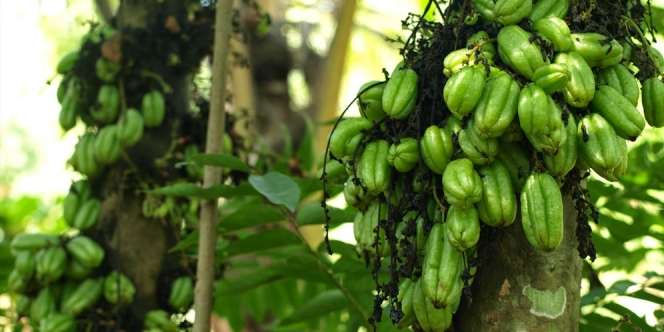 18 Manfaat Belimbing Wuluh untuk Kulit, Diet dan Kesehatan