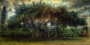 5 Pohon Favorit Mahkluk Astral di Indonesia