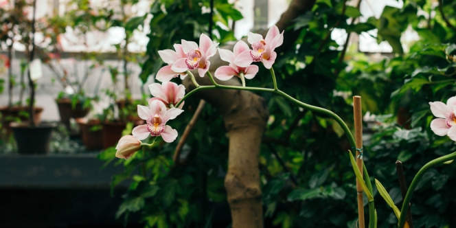 Macam-Macam Bunga Anggrek Paling Cantik, Wajib Dilirik Buat yang Hobi Berkebun