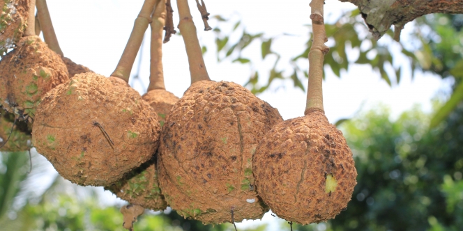 Yuk Kenalan Sama Si Gundul, Durian Unik Tak Berduri