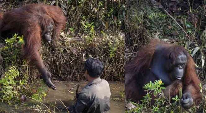 Bikin Meleleh, Orang Utan Ini Mengulurkan Tangannya untuk Menolong!