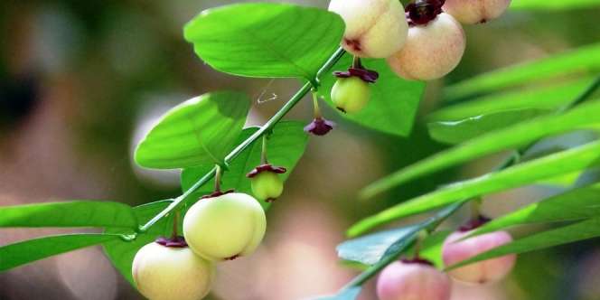 10 Manfaat Daun Katuk untuk Pria, Ibu Hamil dan Kesehatan