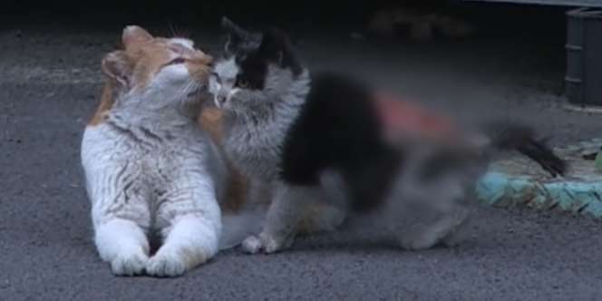 Jadi Ibu untuk Anak Kucing yang Terluka, Bukti Kalau Kucing Oranye Juga Baik Hati