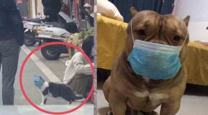 Begini Lho, Keadaan Kucing dan Anjing di Cina Pasca Virus Corona