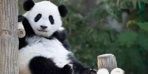 Unyu Maksimal, Panda-Panda Ini Bergelayut Manja pada Seorang Pria