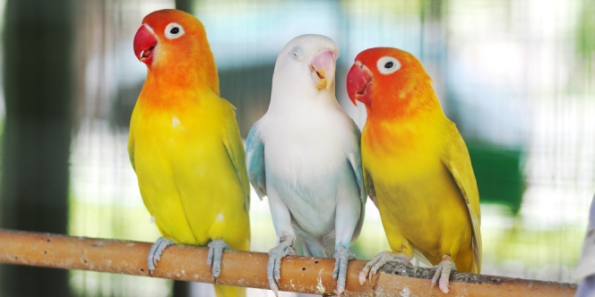 Jenis Lovebird Pastel dan Kecantikannya yang Memesona, Tertarik buat Pelihara?