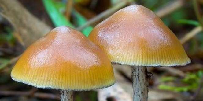 Kandungan Magic Mushroom Digadang-Gadang Jadi Tren Skincare 2020