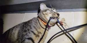 Keasikan Bermain, Kucing Ini Meninggal Tersengat Kabel Listrik