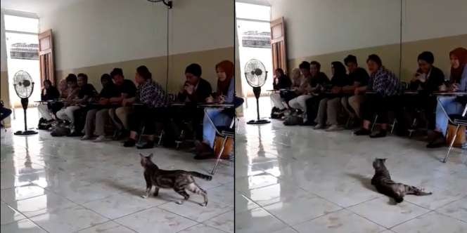 Jadi Pusat Perhatian, Kucing Ini Malah Panik Lalu Kabur