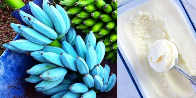 Blue Java Banana, Pisang Unik Berwarna Biru yang Rasanya Seperti Es Krim Vanila, Mau Coba?