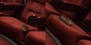 Tikus di Arlington Ini Terlihat Asyik Bermain-main Dalam Bioskop