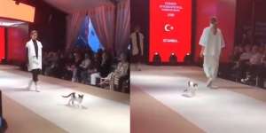 Kucing Ini Ikutan Melenggang di Catwalk, Berasa Gigi Hadid Kali ya?