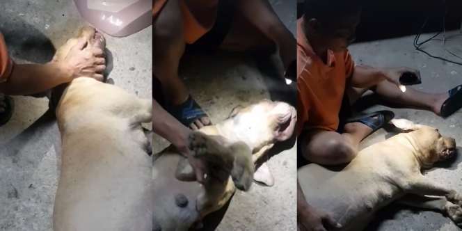 Selamatkan Sang Tuan dari Ancaman Kobra, Anjing Pitbull yang Sedang Hamil Ini Korbankan Dirinya