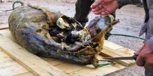 Kiviak, Sajian Burung Busuk dari Dalam Perut Anjing Laut! Favorit Orang Greenland