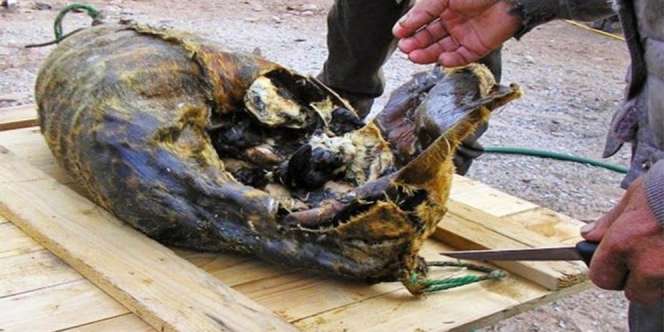 Kiviak, Sajian Burung Busuk dari Dalam Perut Anjing Laut! Favorit Orang Greenland