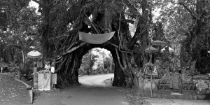 Mitos Pohon Bunut Bolong di Jembrana-Bali yang Sudah Berusia Ratusan Tahun