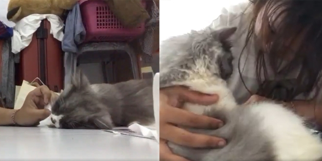 Sudah Dirawat Sejak Kecil, Video Perpisahan Seorang Cewek dengan Kucingnya Ini Bikin Haru
